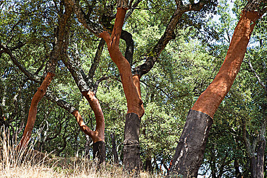 栓皮栎,西班牙栓皮栎,阿尔加维,葡萄牙,欧洲