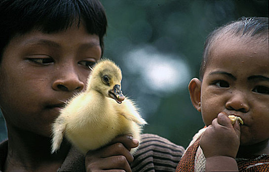 两个,小鸭子,拿着,2001年,孟加拉