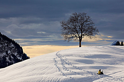 摄影师,雪,正面,树,山峦,冬天,亮光,瑞士,阿尔卑斯山,欧洲