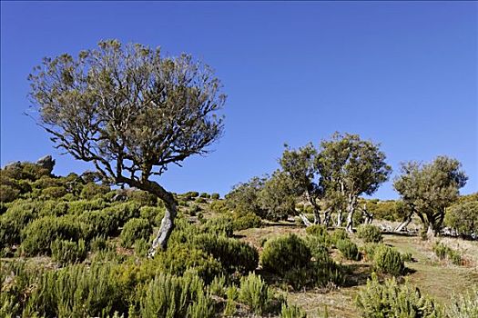 石南科灌木,木头,马德拉岛,葡萄牙