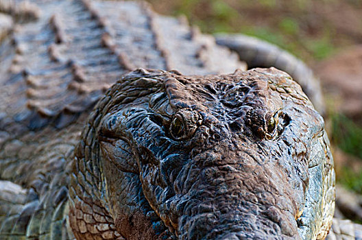 尼罗鳄,东察沃国家公园,肯尼亚