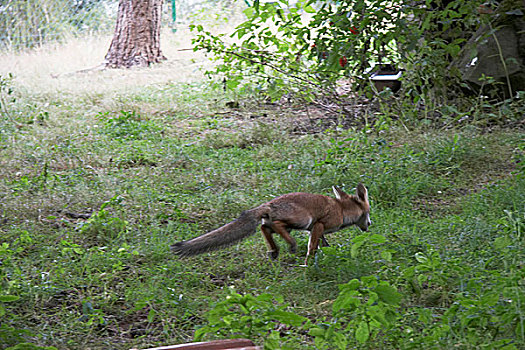 狐狸,国家公园,黑森州,德国