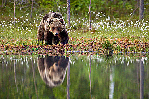 棕熊,熊,成年,走,边缘,湖,反射,针叶林带,树林,芬兰,欧洲