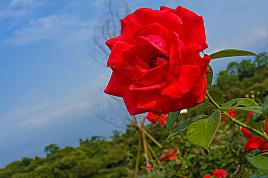 玫瑰花莊園