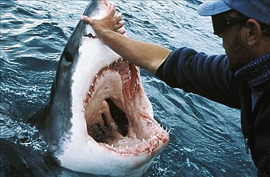 南非,大白鲨,沙鲨属,男人,拿着,向上,口鼻部
