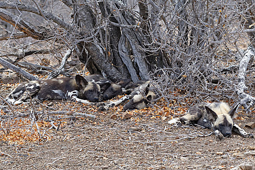 非洲野狗,非洲野犬属,躺着,干燥,地面,睡觉,灌木,克鲁格国家公园,南非,非洲