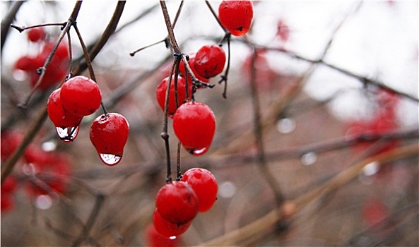 红色浆果,雨