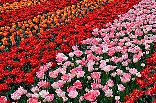 花坛,粉色,橙子,郁金香,郁金香属,库肯霍夫公园,荷兰,欧洲