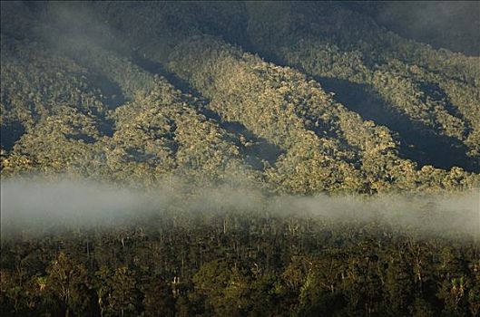 雾林,靠近,山,西高地,中心,巴布亚新几内亚