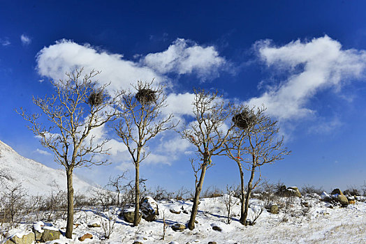 雪后