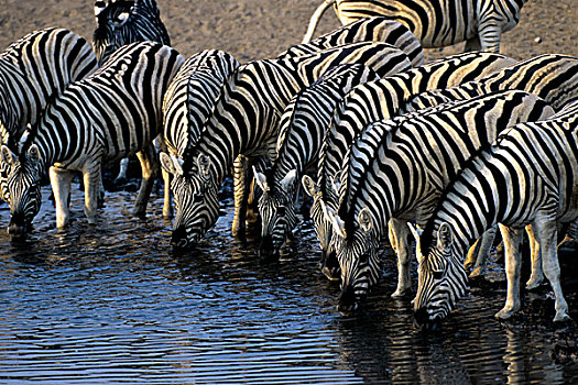 纳米比亚,埃托沙国家公园,斑马,喝,水潭