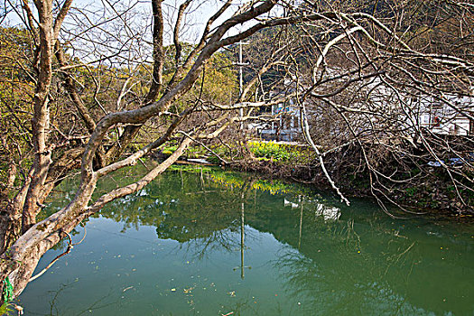 江西婺源,晓起,油菜花,徽派建筑,民居