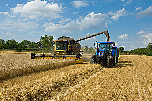 联合收割机,拖拉机,收获,小麦,小麦田