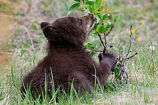 黑熊,美洲黑熊,幼兽,嗅,植物,碧玉国家公园,艾伯塔省,加拿大