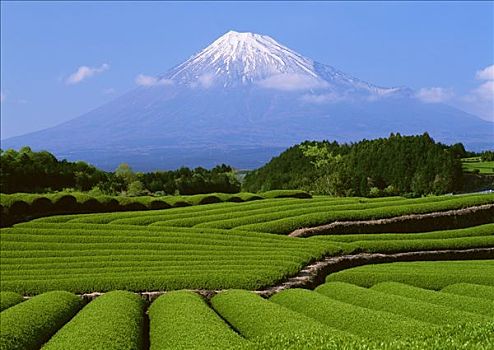 地点,茶园,山,富士山