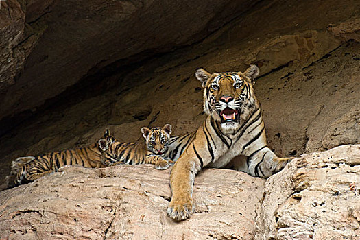 孟加拉虎,虎,五个,星期,老,幼兽,母亲,巢穴,班德哈维夫国家公园,印度