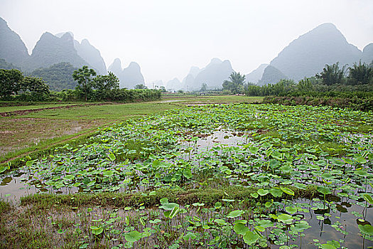 中国,广西,阳朔,稻田