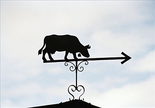 风向标,母牛