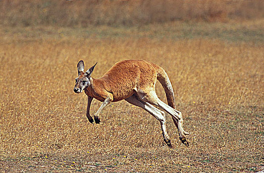 红袋鼠,成年,跑,澳大利亚