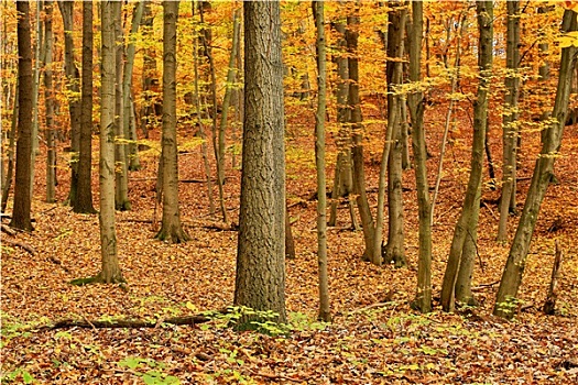 森林,秋季