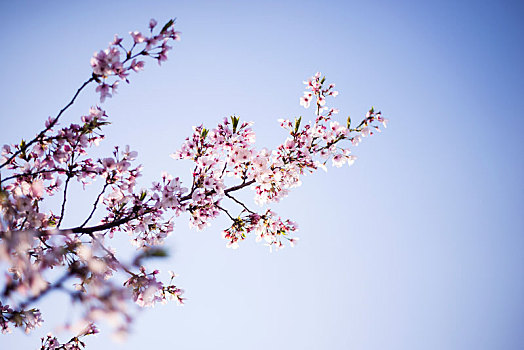 西安樱花