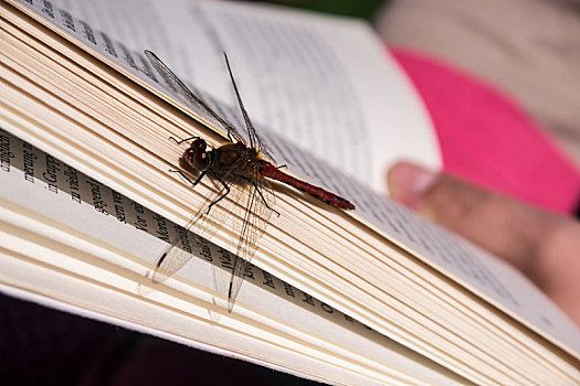 蜻蜓,书本