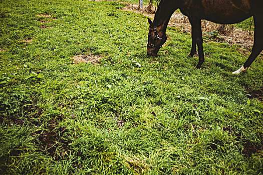 马,吃草,地点,乡村