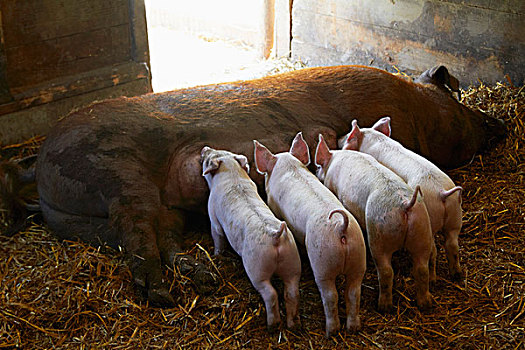 小猪,护理,农场