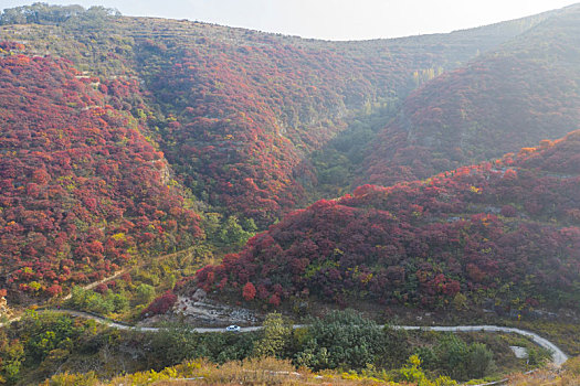 航拍济南章丘赵家岭村红叶漫山