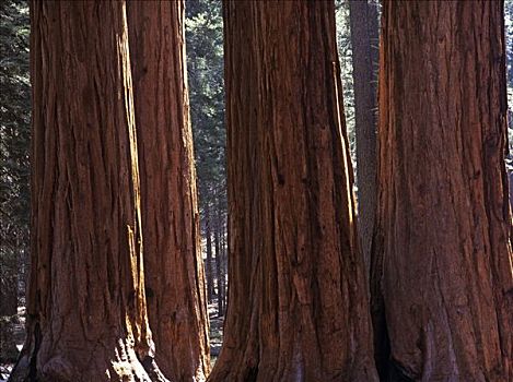 巨大,巨杉,树林,加利福尼亚,美国