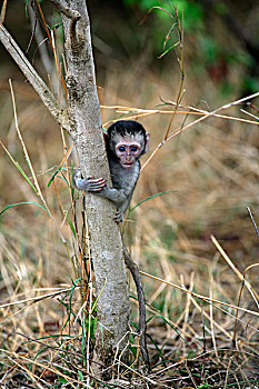 长尾黑颚猴,黑长尾猴,猴子,年轻,克鲁格国家公园,南非,非洲