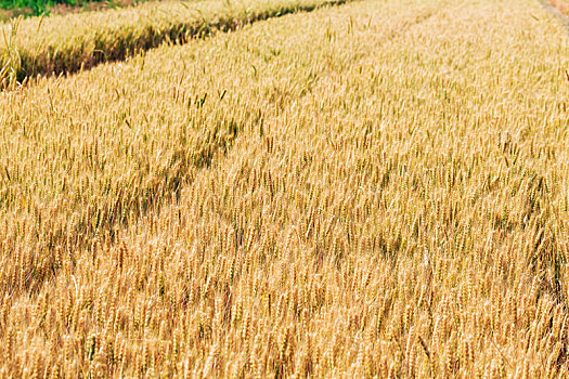 夏日成熟的金黄色的麦田