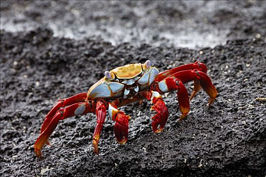 细纹方蟹,方蟹,加拉帕戈斯群岛,厄瓜多尔,南美