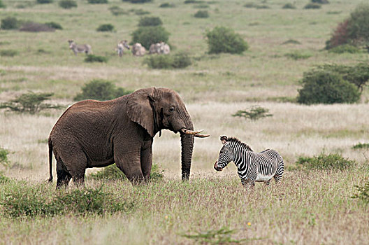 非洲象,斑马,细纹斑马,牧场,肯尼亚