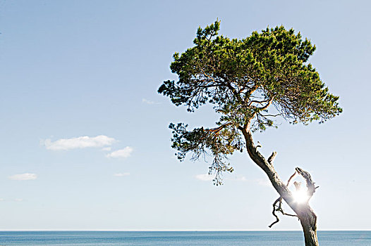 松树,海洋,瑞典