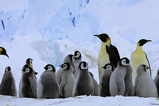 南极,帝企鹅,生物群,幼禽