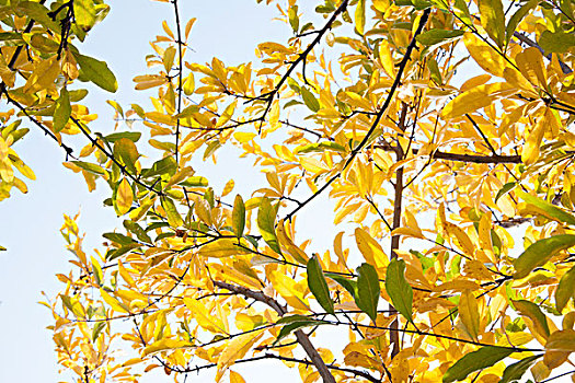 秋天黄树叶