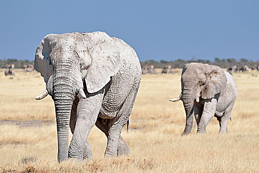 两个,非洲象,雄性动物,遮盖,泥,走,干草,埃托沙国家公园,纳米比亚,非洲