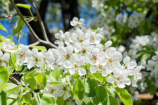 春天,花,梨树