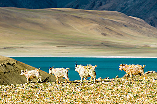 荒芜,风景,成群,山羊,青绿色,水,湖,区域,查谟-克什米尔邦,印度,亚洲