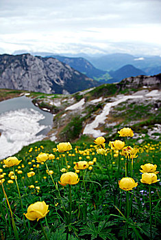 黄花,自然,保存,区域,风景,失败者,山,巴特奥西,萨尔茨卡莫古特,施蒂里亚,阿尔卑斯山,奥地利,欧洲