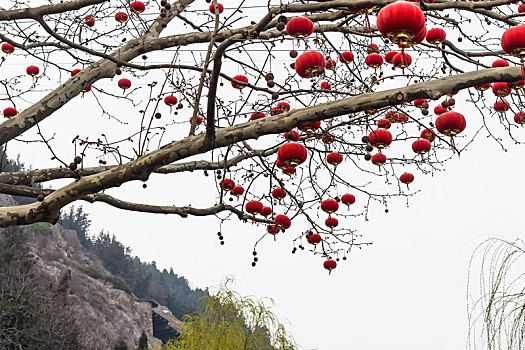 传统,中国,红灯笼,树