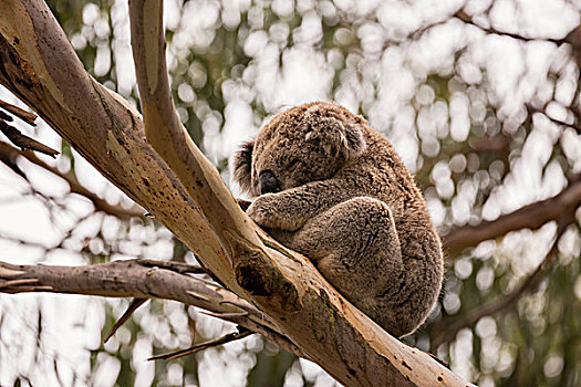 仰视,树袋熊,睡觉,桉树,菲利普岛,维多利亚,澳大利亚