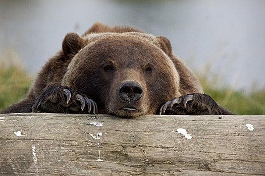 俘获,大灰熊,休息,迎面,原木,阿拉斯加野生动物保护中心,阿拉斯加