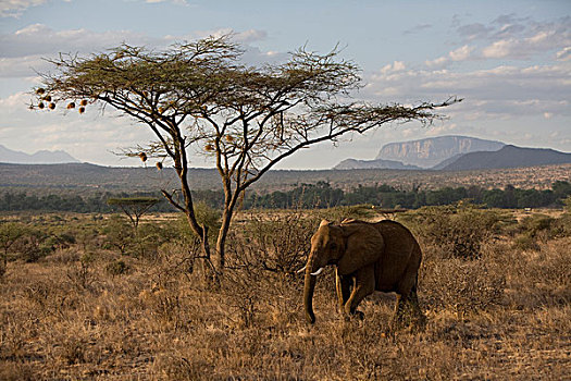 非洲象,肯尼亚