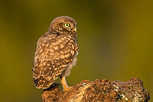 小鸮,小鴞,后视图,莱茵兰普法尔茨州,德国,欧洲