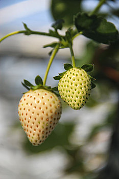 草莓上市,立体种植
