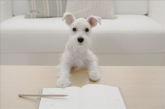 小髯犬,小狗,靠着,桌子,正面,书本