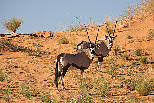 两个,南非大羚羊,卡拉哈里沙漠