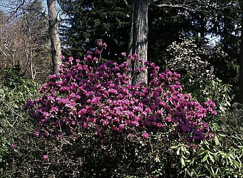 杜鹃花,州立公园,新泽西,美国